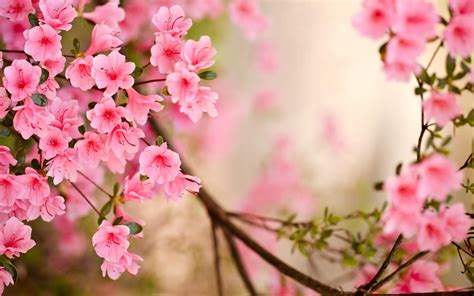 cute spring computer backgrounds|More.